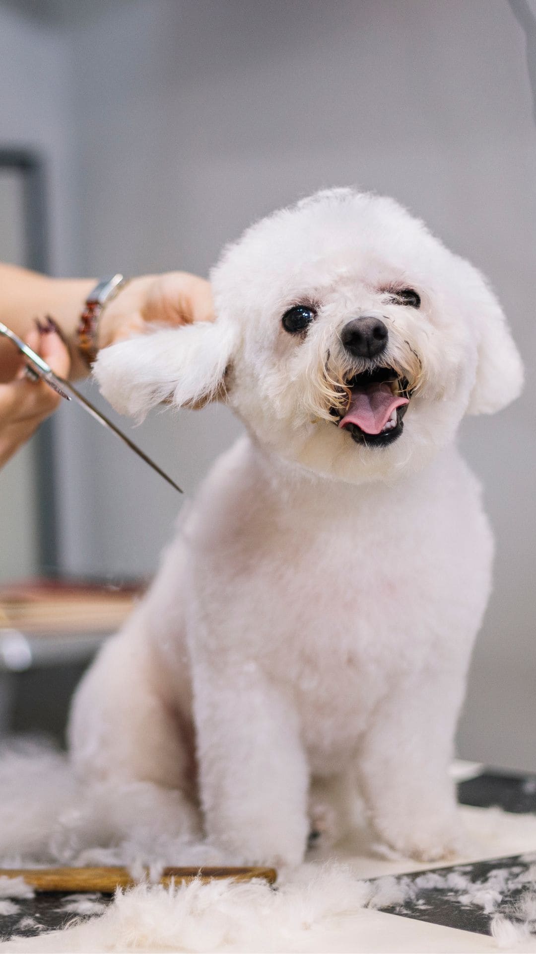 Freshly groomed bichon at Authority Grooming by Christy in Saint Augustine